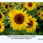 Die Sonnenblume