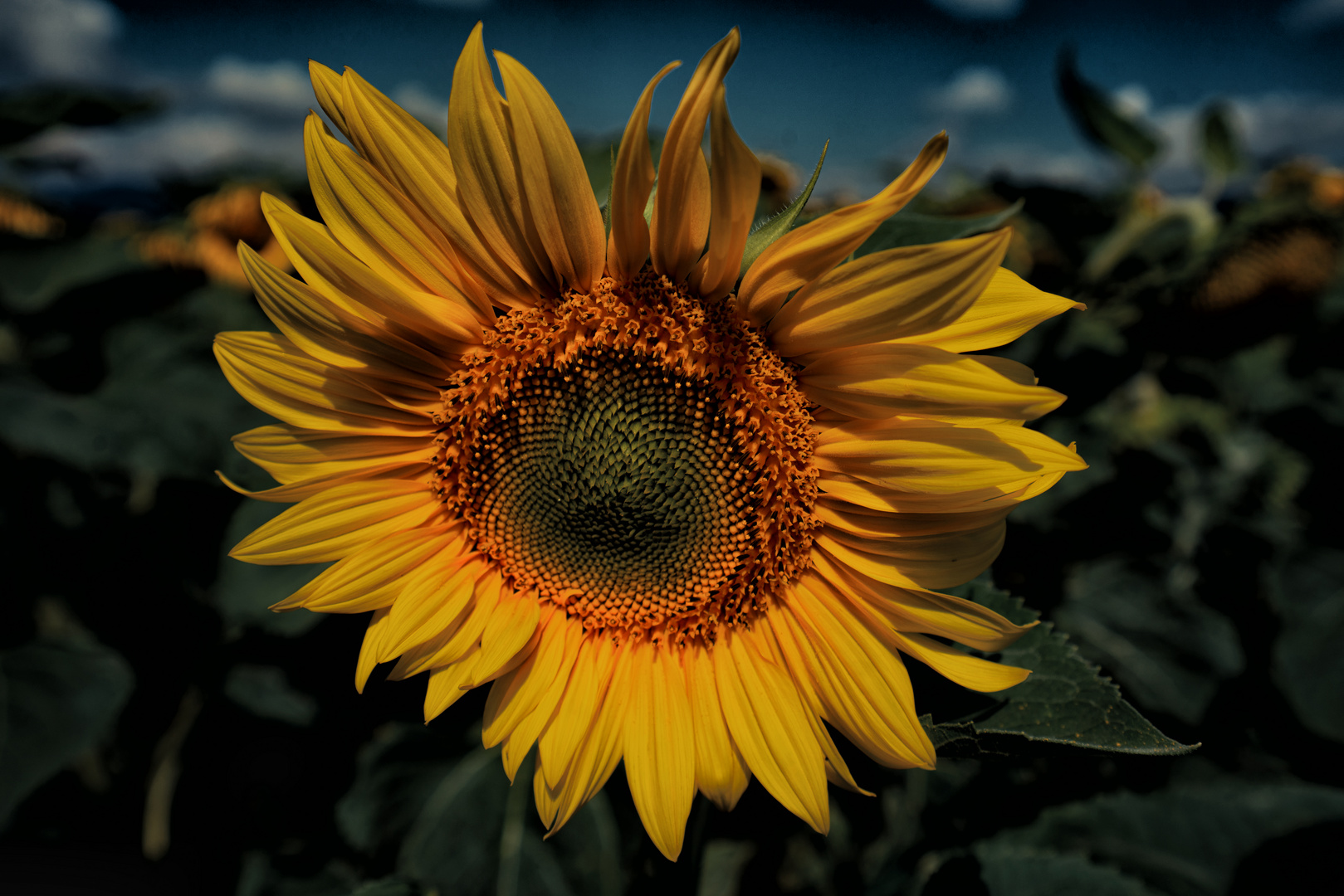 Die Sonnenblume