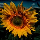 Die Sonnenblume