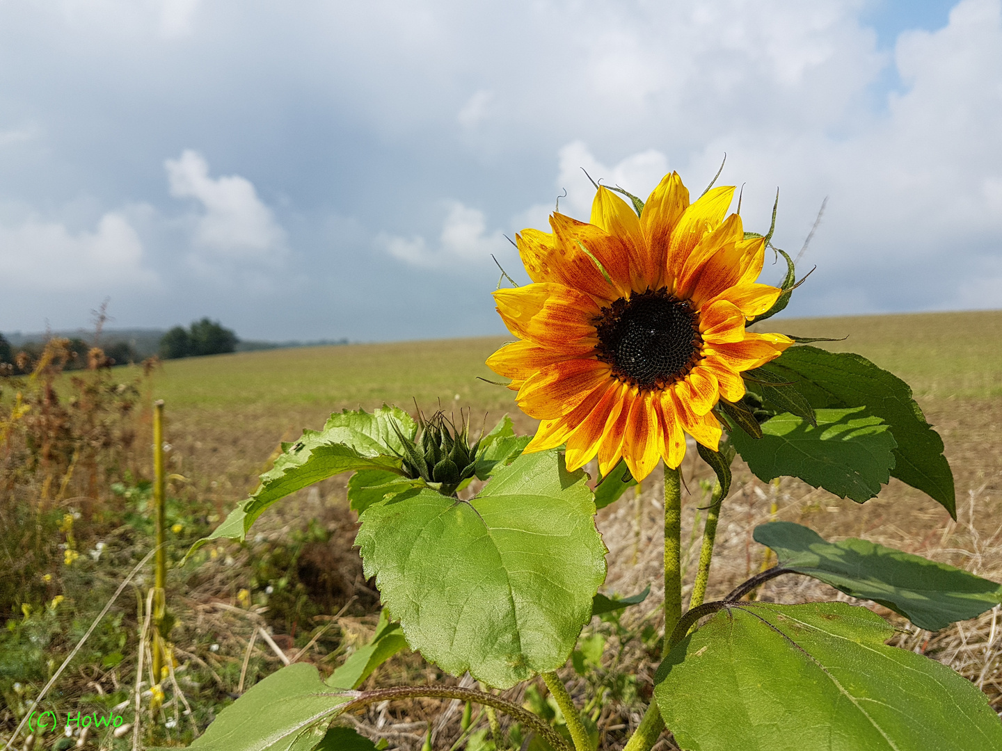 die Sonnenblume