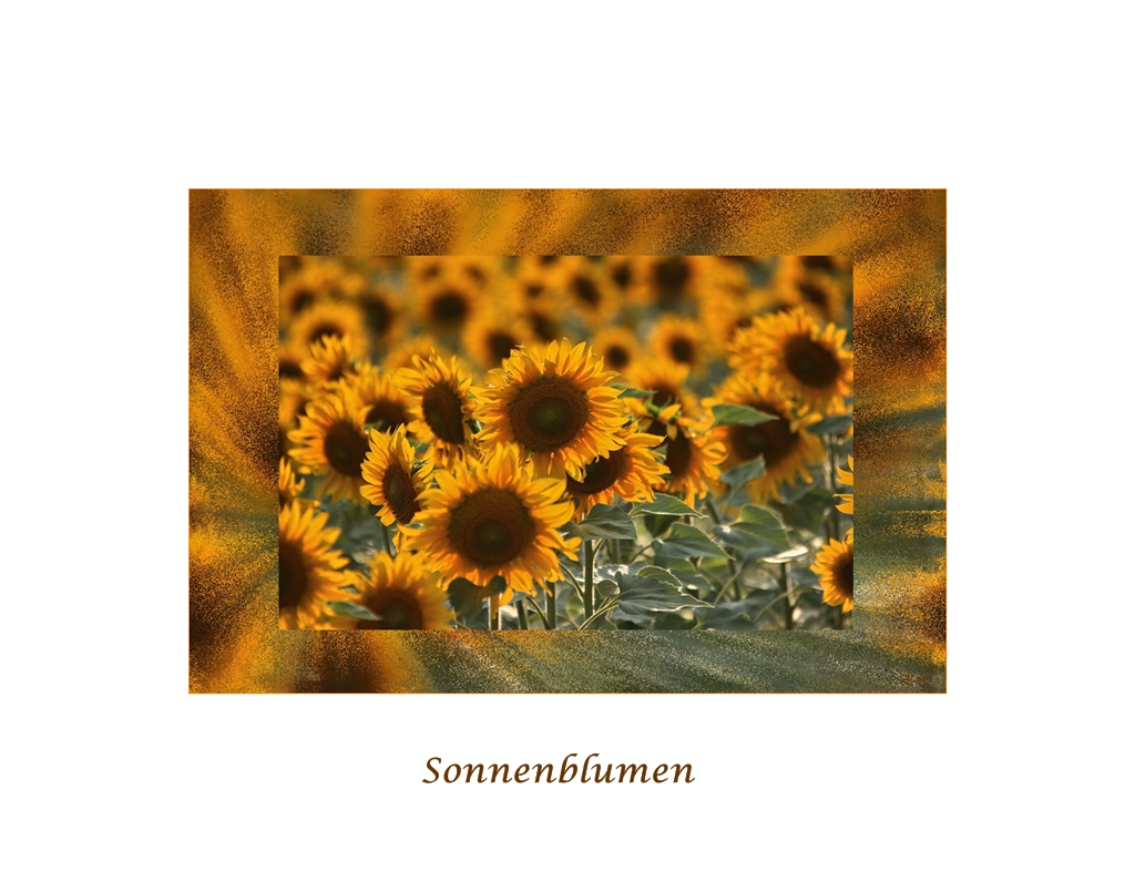 Die Sonnenblume