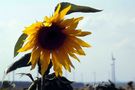 Die Sonnenblume von LarsWeber
