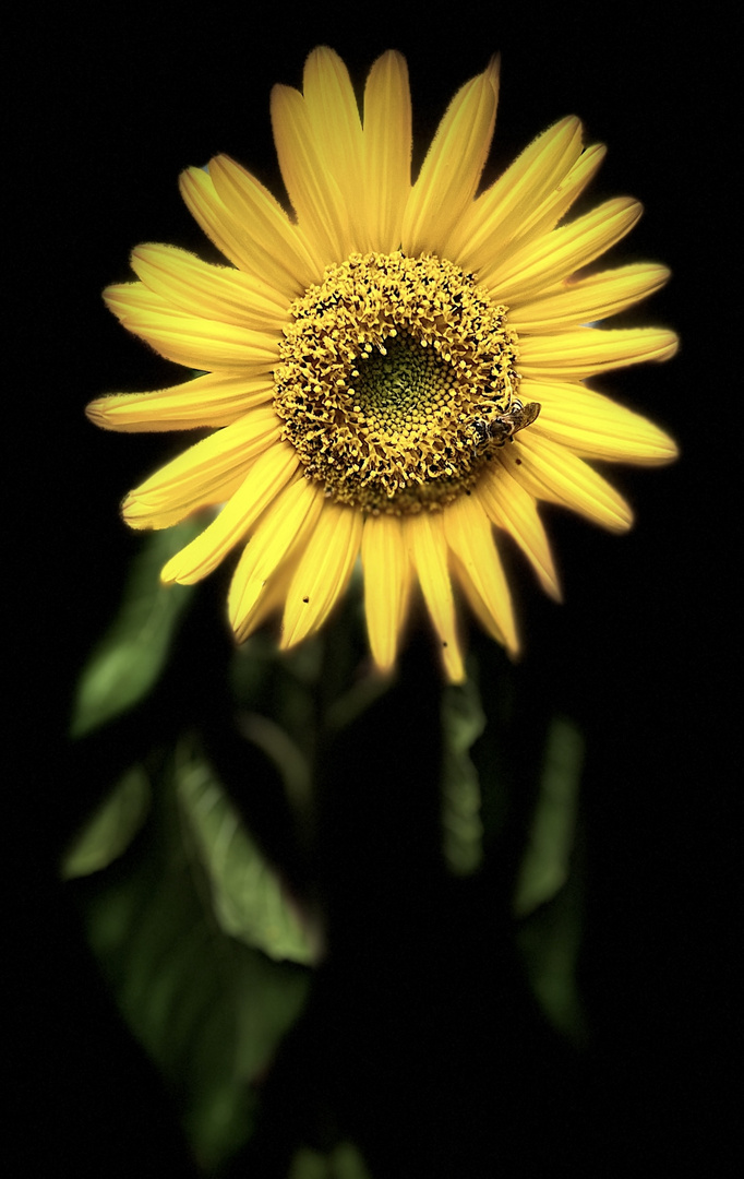 Die Sonnenblume