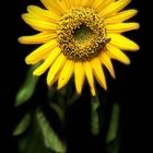 Die Sonnenblume