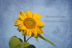 die Sonnenblume