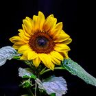 Die Sonnenblume