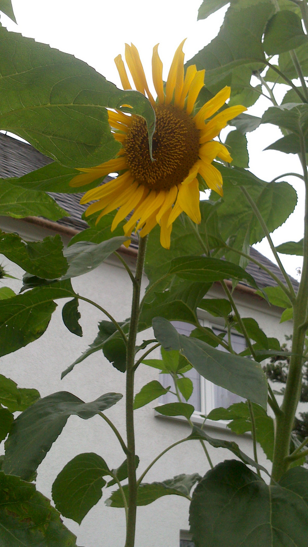 Die Sonnenblume