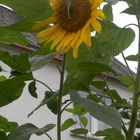 Die Sonnenblume