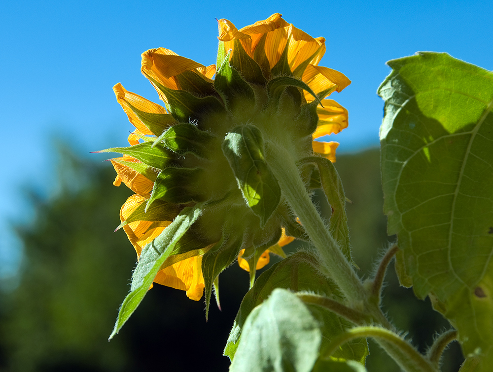 Die Sonnenblume...