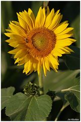 Die Sonnenblume...