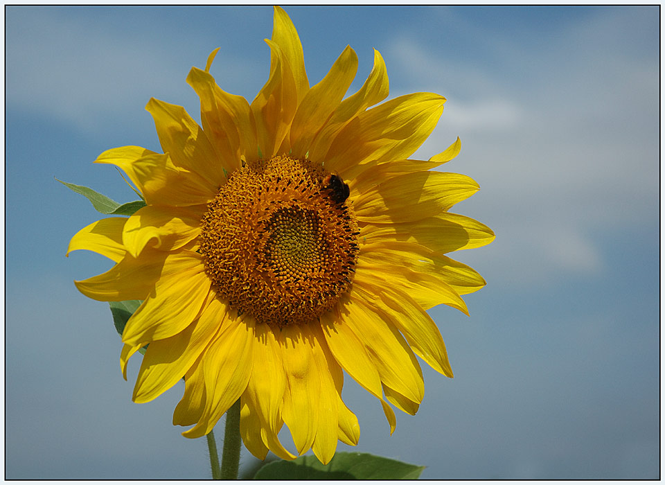 Die Sonnenblume...