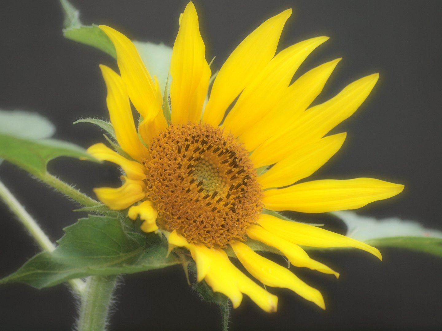 Die Sonnenblume