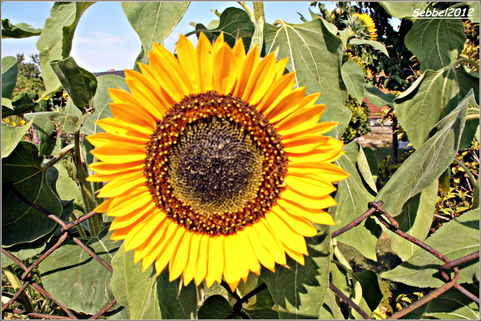 Die Sonnenblume