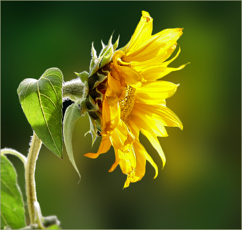 Die Sonnenblume...