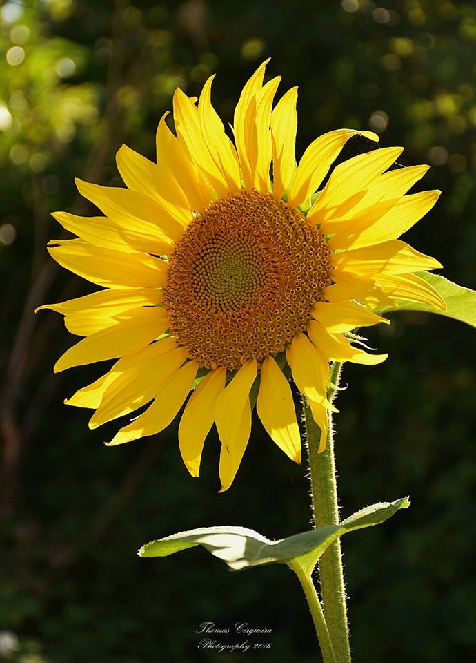 die Sonnenblume