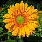 Die Sonnenblume - die Kaiserin unter den Gartenblumen - Jetzt ist ihre Zeit... 