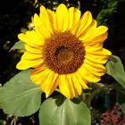 Die Sonnenblume - ein malerisches Motiv
