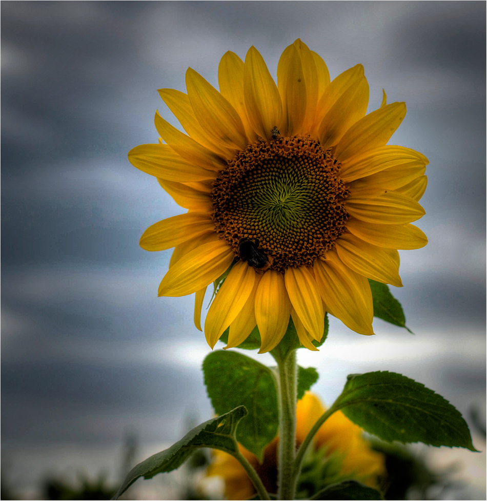 die Sonnenblume