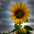 die Sonnenblume