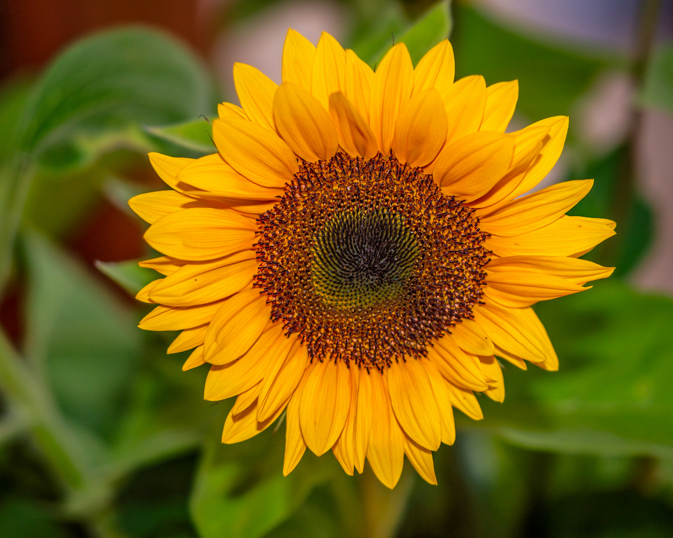 Die Sonne(n)Blume für Mittwoch Blümchen.