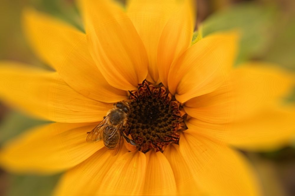 Die Sonnenblume hat Besuch