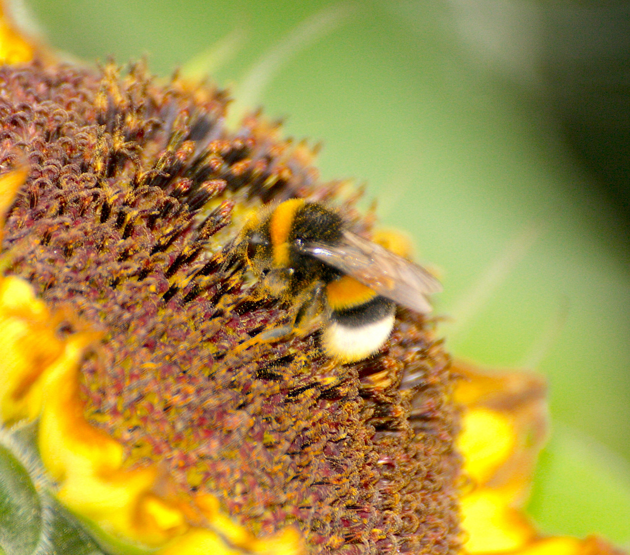 Die Sonnenblume hat Besuch