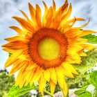 Die Sonnenblume hat Gäste