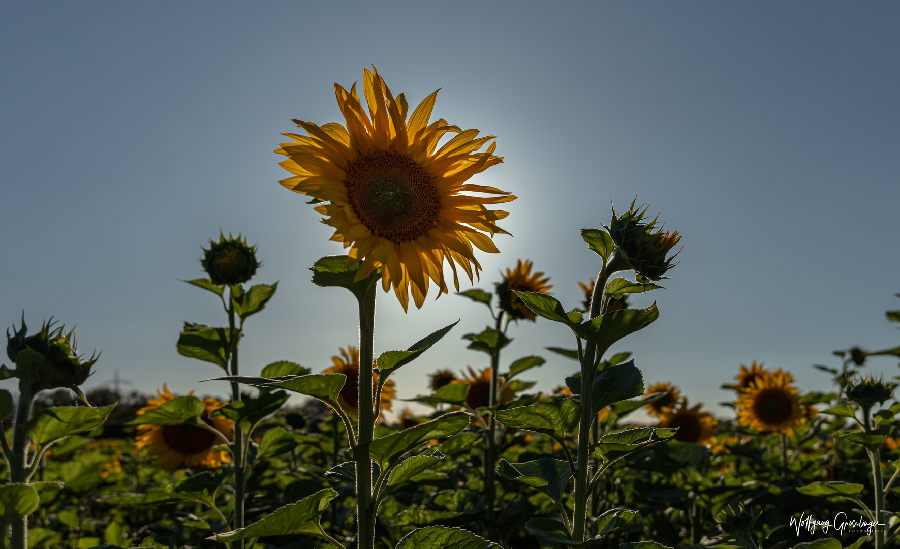 Die Sonnenblume im Gegegnlicht