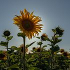 Die Sonnenblume im Gegegnlicht