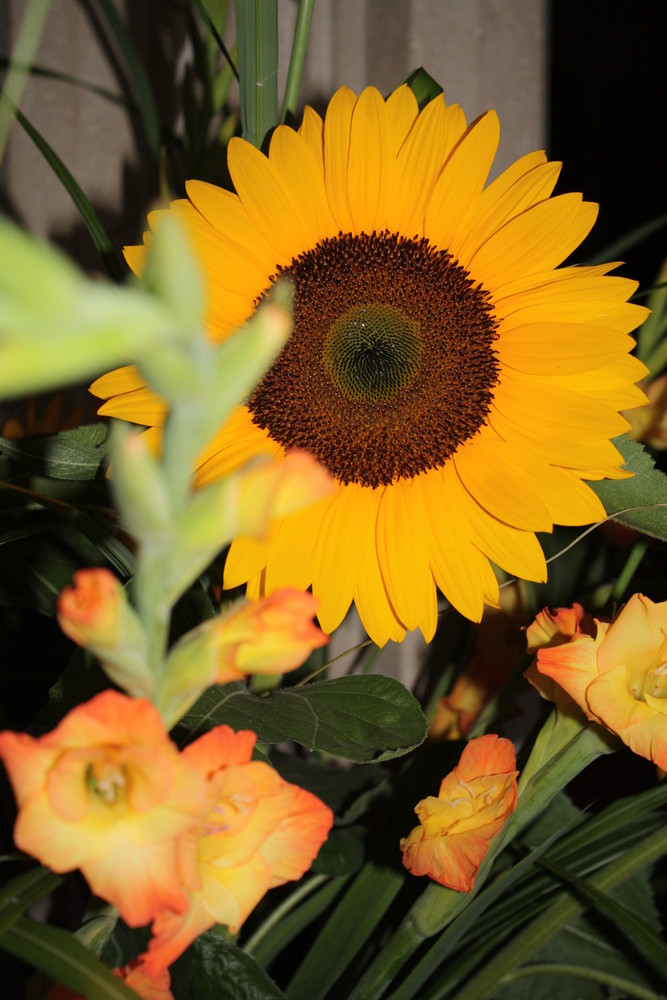 Die Sonnenblume im Gesteck