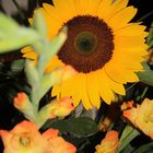Die Sonnenblume im Gesteck