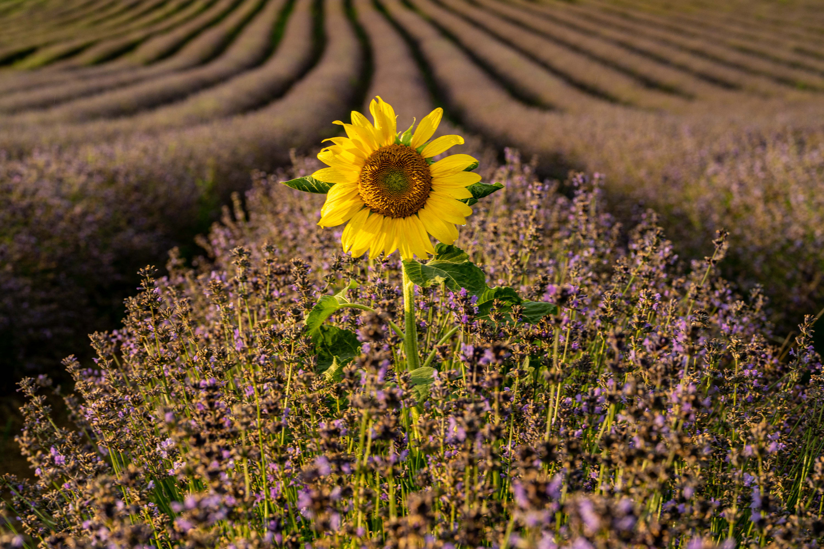 Die Sonnenblume im Lavendelfeld - Mit Youtube Video