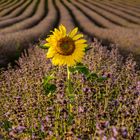 Die Sonnenblume im Lavendelfeld - Mit Youtube Video