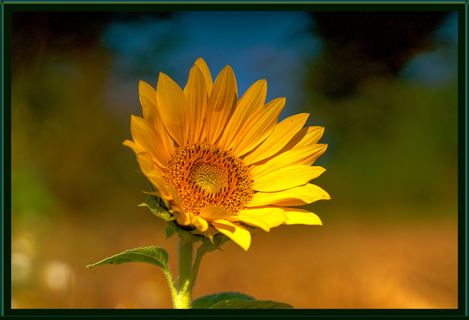 Die Sonnenblume - Sinnbild des Sommers