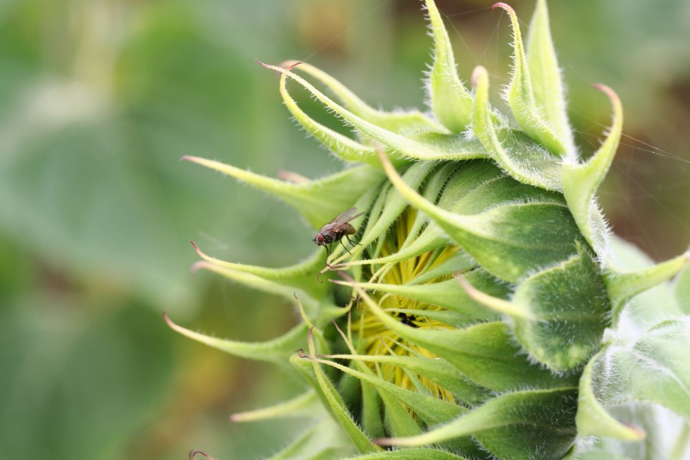 Die Sonnenblume und die Fliege