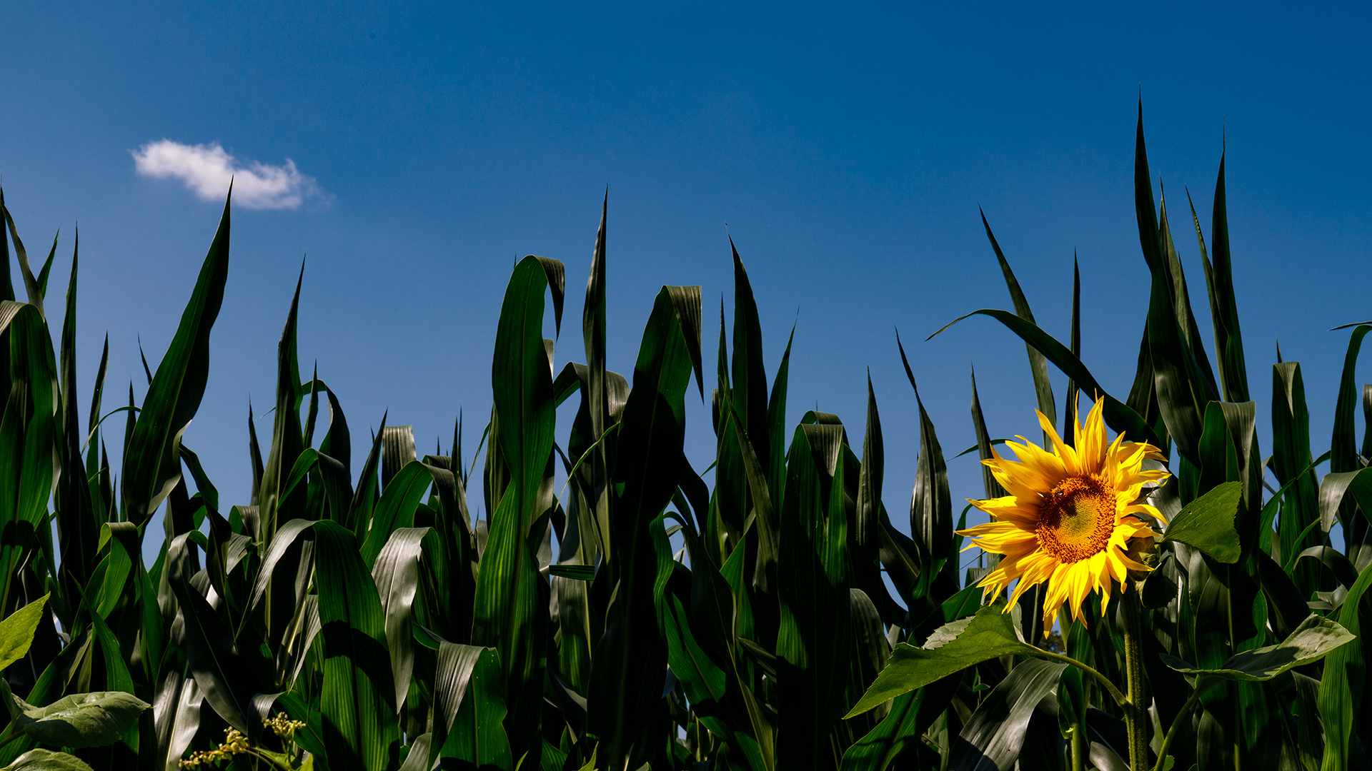 die Sonnenblume und die Wolke