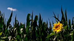 die Sonnenblume und die Wolke