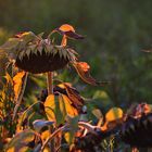 die Sonnenblume verneigt sich vor dem Herbst....