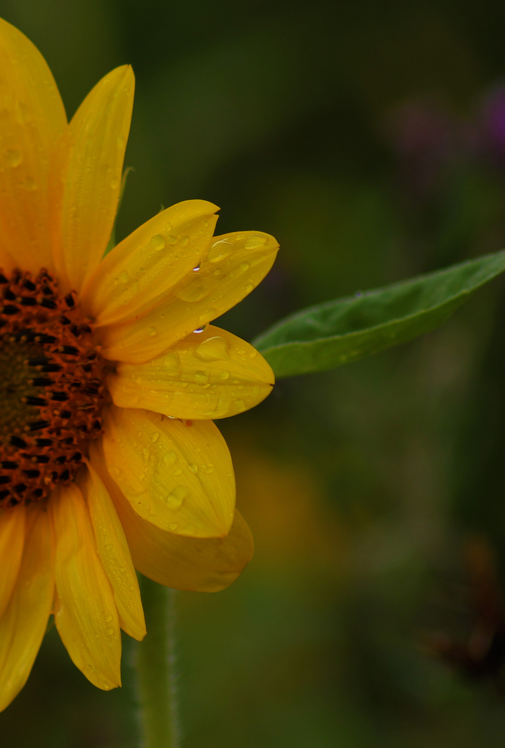 Die Sonnenblume.. wenn man genauer hinsieht mekrt man wie wundervoll sie sein kann..