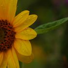 Die Sonnenblume.. wenn man genauer hinsieht mekrt man wie wundervoll sie sein kann..