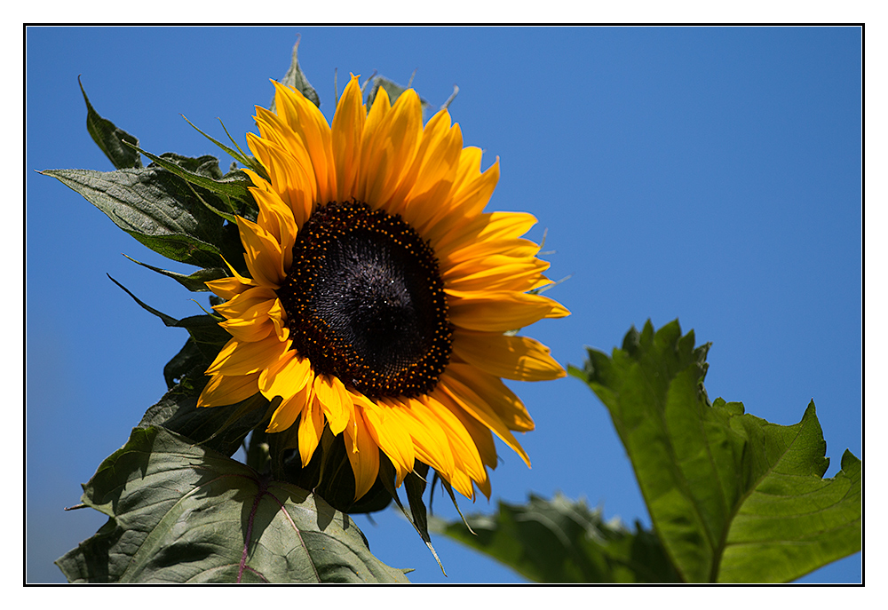 Die Sonnenblume zum Sonntag