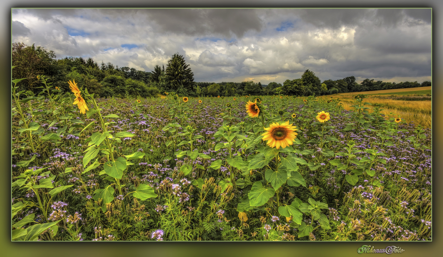 die Sonnenblumen 