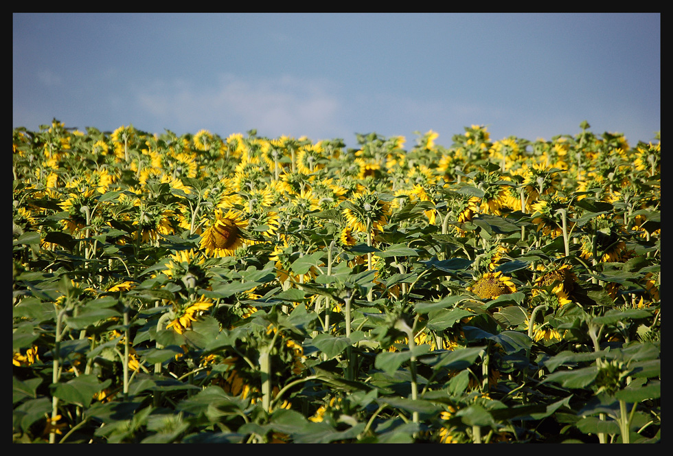 Die Sonnenblumen...