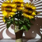 Die Sonnenblumen