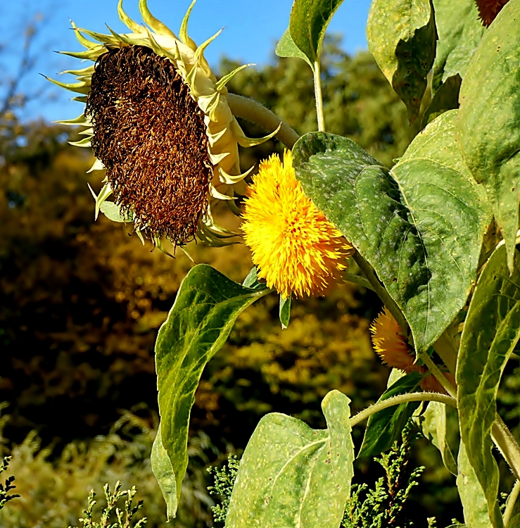 Die Sonnenblumen . . .