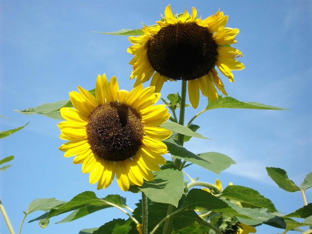 Die sonnenblumen