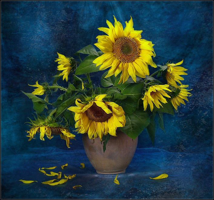 Die Sonnenblumen