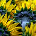 ...die Sonnenblumen