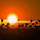 Die Sonnenblumen im Februar...