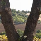 die Sonnenblumen lassen schon die Koepfe haengen